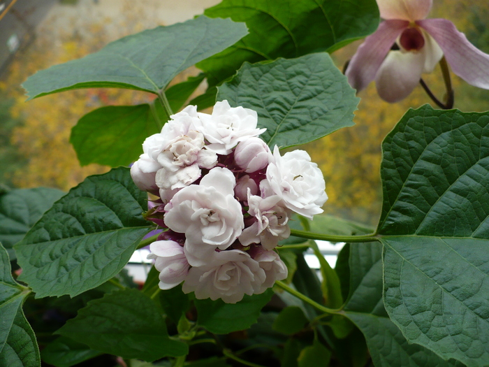 26 oct - Clerodendron 2010