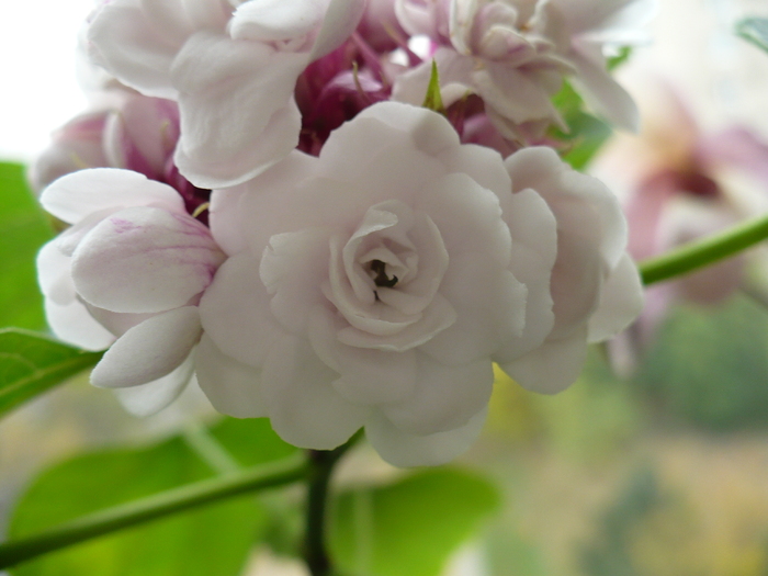 P1300992 - Clerodendron 2010