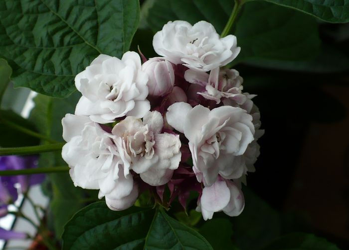 P1300995 - Clerodendron 2010