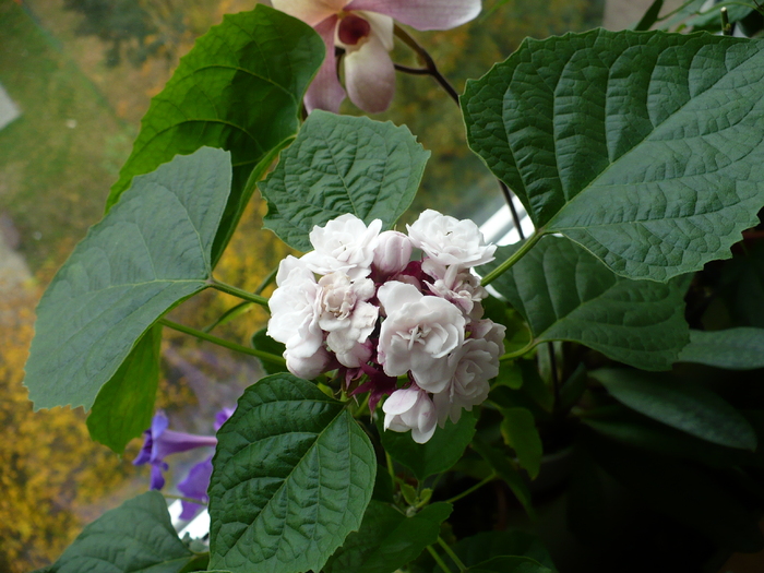 26 oct - Clerodendron 2010