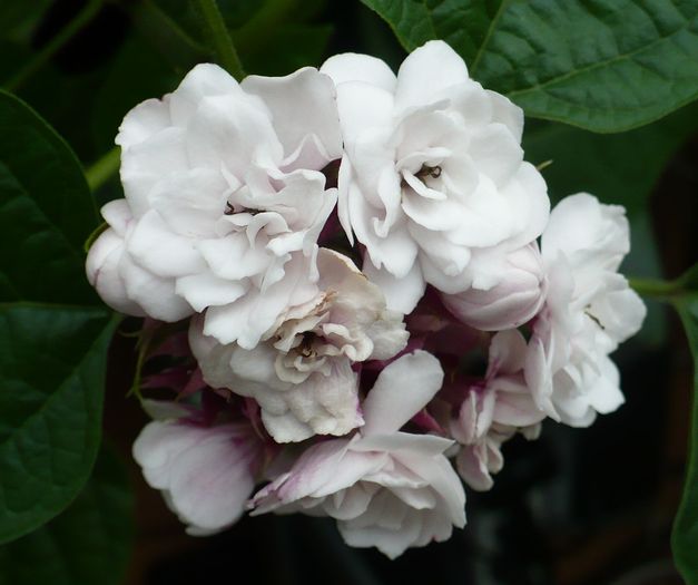 P1300999 - Clerodendron 2010