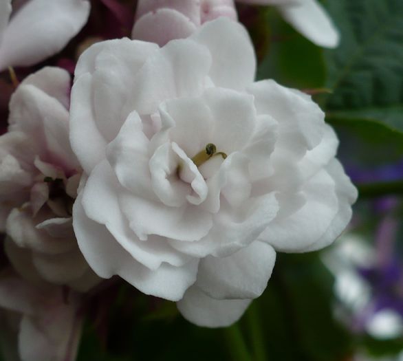 P1310002 - Clerodendron 2010