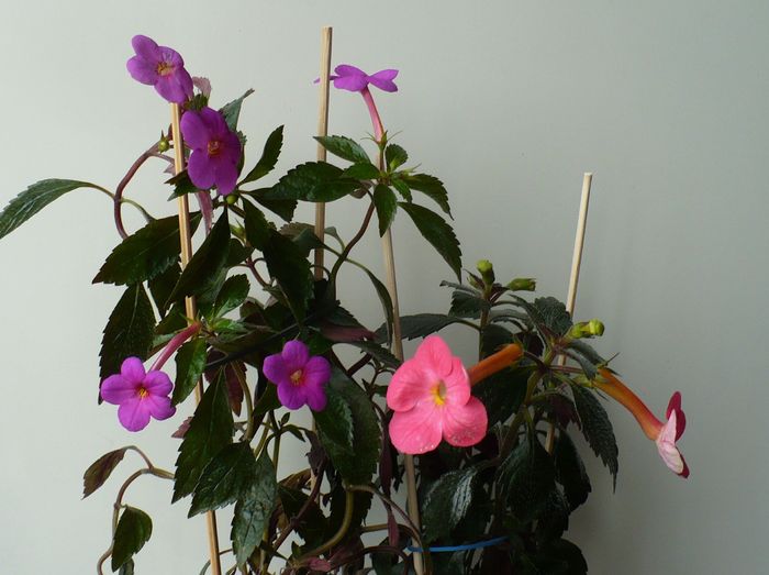 Peach Blosom si Flamenco