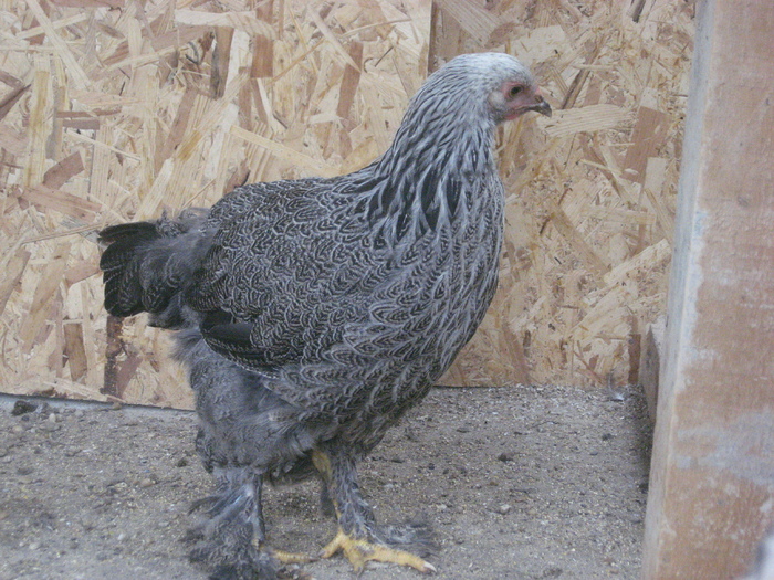 Brahma herminat inchis