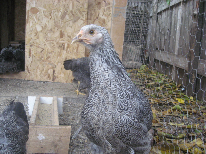 Brahma herminat inchis