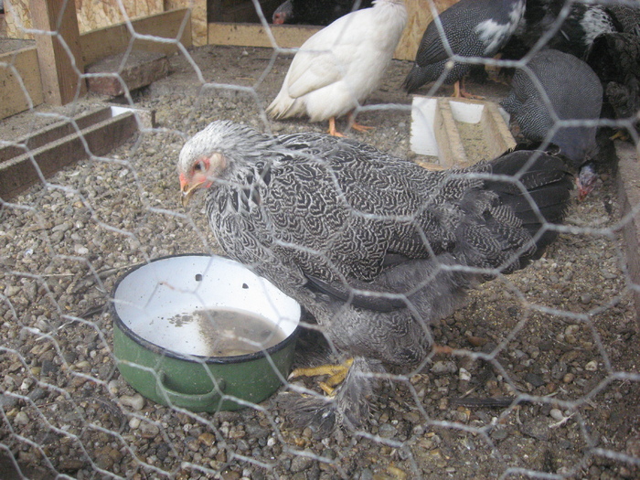 Brahma herminat inchis