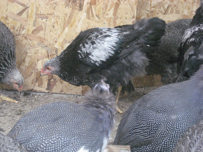 Brahma herminat inchis