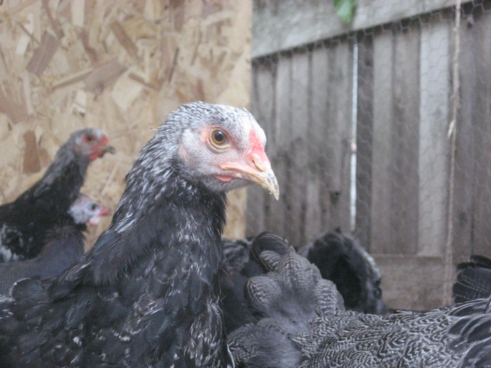 Brahma herminat inchis