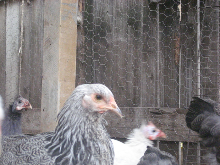 Brahma herminat inchis