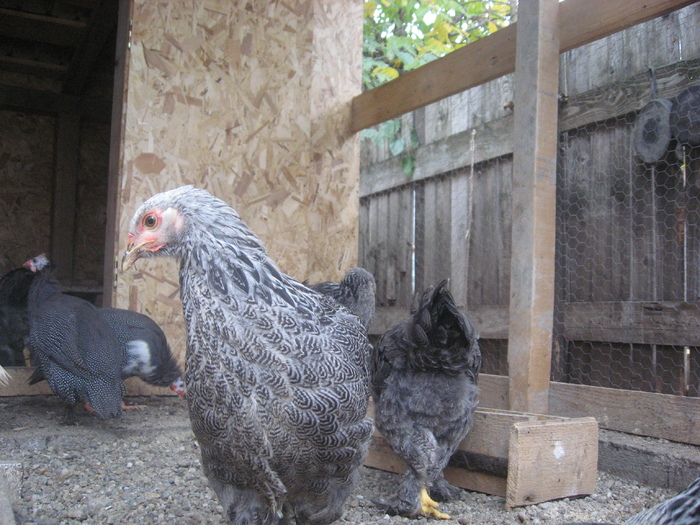 Brahma herminat inchis