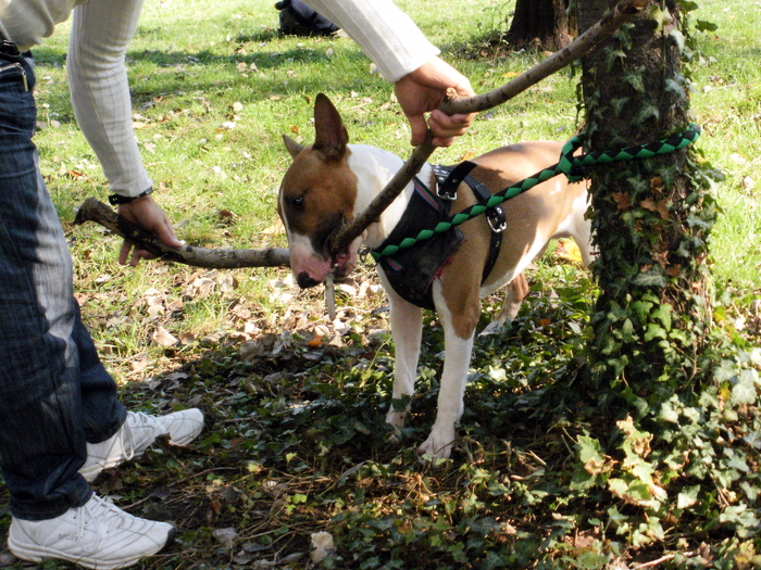 PA240053 - King X - Bull terrier de mare exceptie