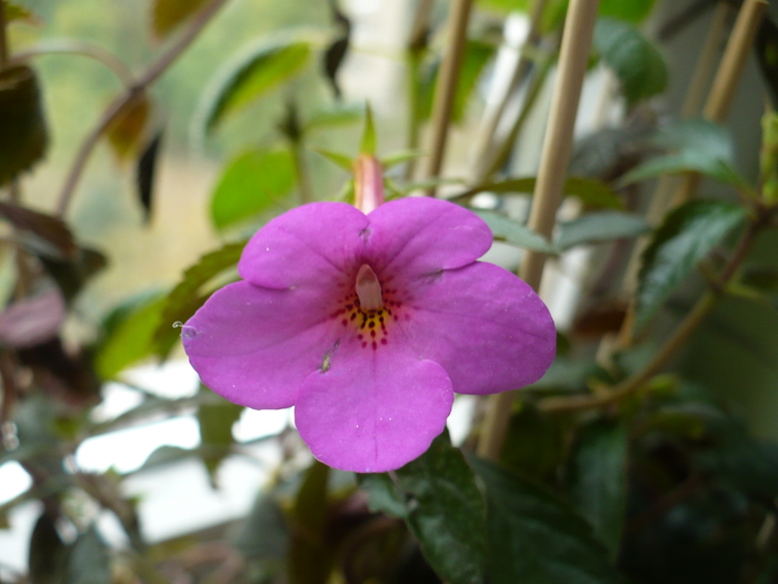 26 oct - Peach Blossom