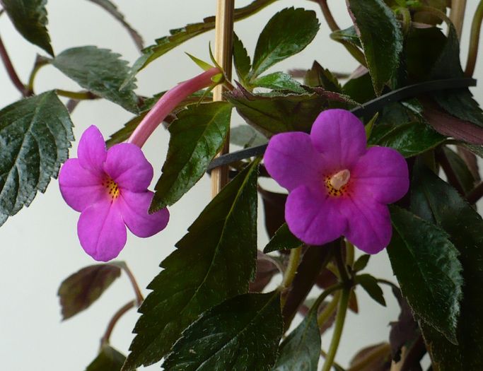 Peach Blossom de la Ribana