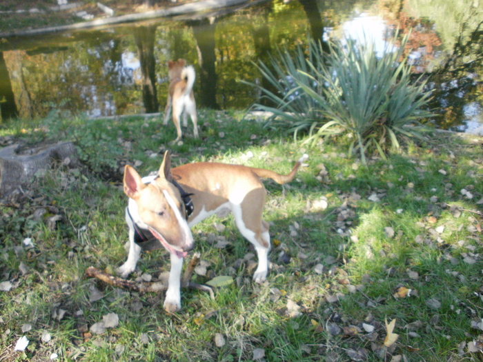 PA240067 - King X - Bull terrier de mare exceptie