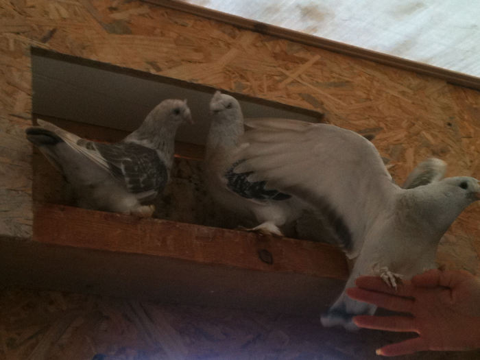 puiu si pariinti lui