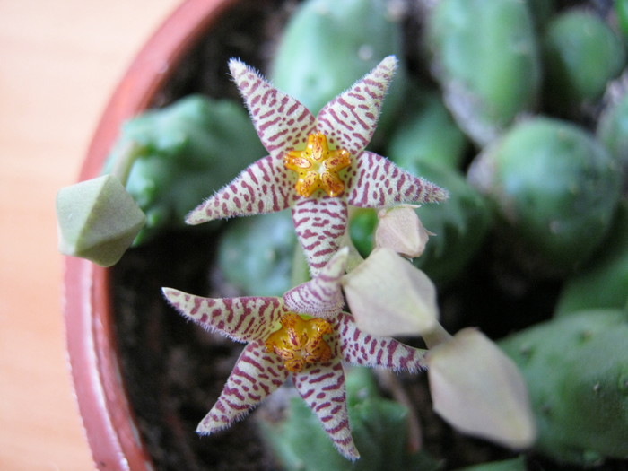 Piaranthus cornutus - Asclepiadaceae