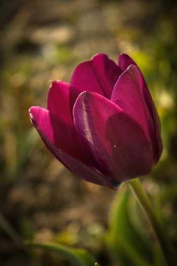 Tulipa Triumph "Negrita" - De ce iubesc lalelele