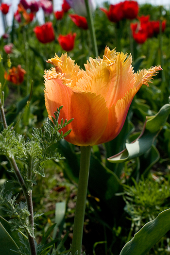 Tulipa "Lambada" - De ce iubesc lalelele