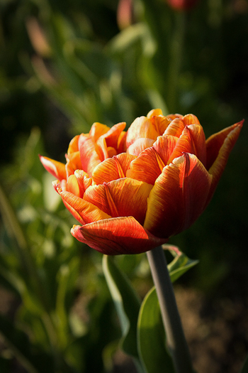 Tulipa "Allegretto" - De ce iubesc lalelele
