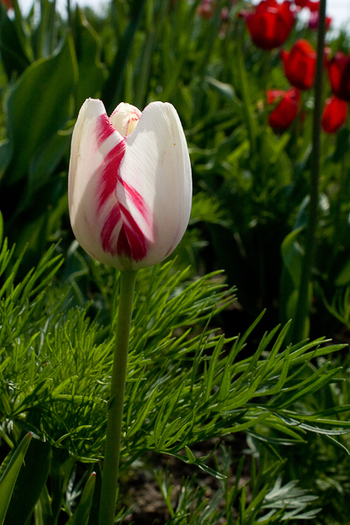 Tulipa "Happy Generation" - De ce iubesc lalelele