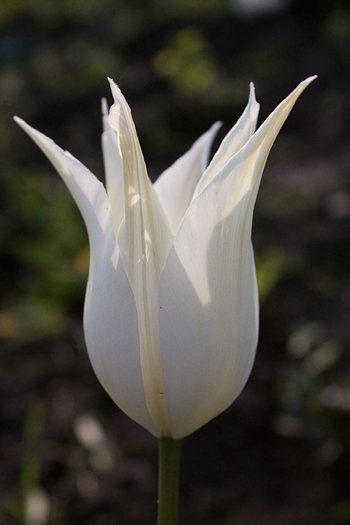 Lily flowering "Sapporo"