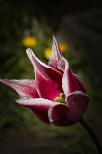 Lily flowering "Claudia" - De ce iubesc lalelele
