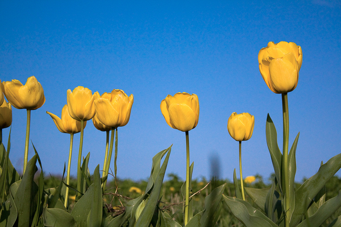 Tulipa Darwin "Golden Apeldoorn"