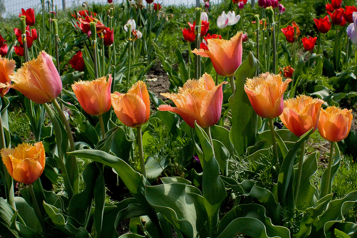 Tulipa "Lambada" - De ce iubesc lalelele