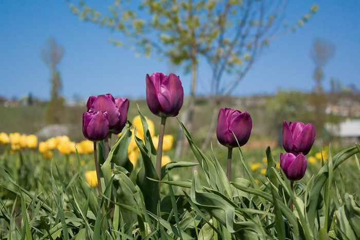 Tulipa Triumph "Negrita"