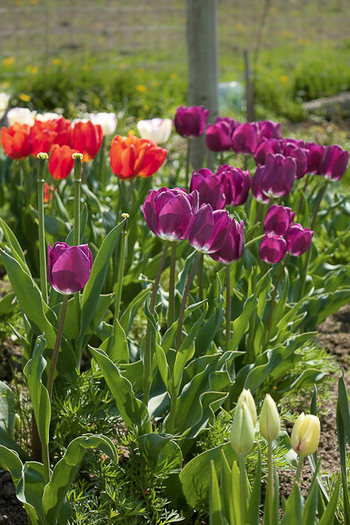 Tulipa Triumph "Negrita" - De ce iubesc lalelele