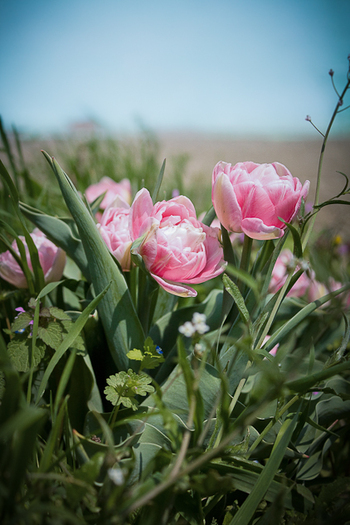 Tulipa "Angelique" - De ce iubesc lalelele
