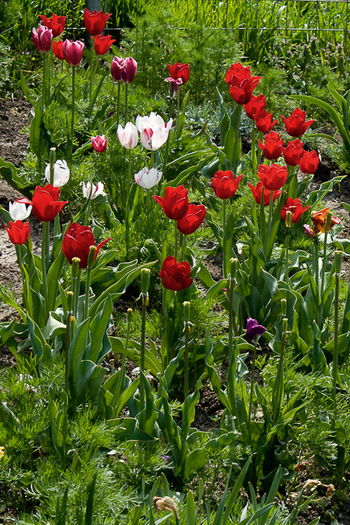 Tulipa Darwin  "Apeldoorn" - De ce iubesc lalelele