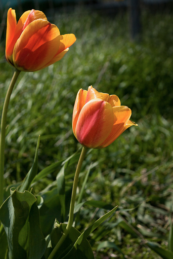 Tulipa "Beauty of apeldoorn" - De ce iubesc lalelele