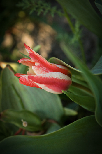 Tulipa Greigii "Pinocchio" - De ce iubesc lalelele