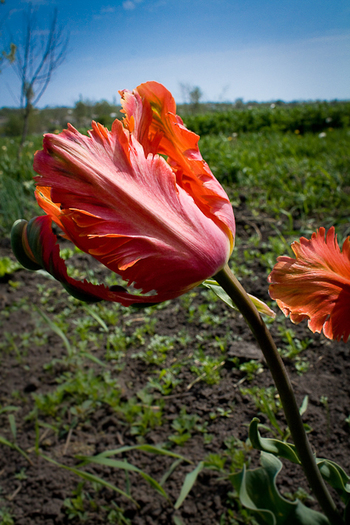 Tulipa Parrot "Orange Favourite" - De ce iubesc lalelele