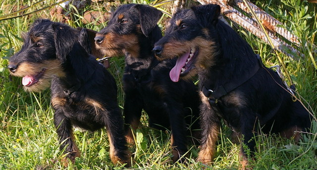Babolnai Rozsaerdei Vadasz Bessi