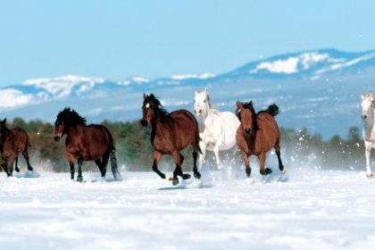 caii_iarna - Imagini cu cai