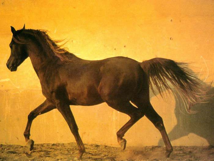 horse41024 - Imagini cu cai