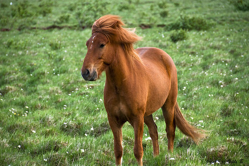 imagini-cai-si-ponei-islandez - Imagini cu cai