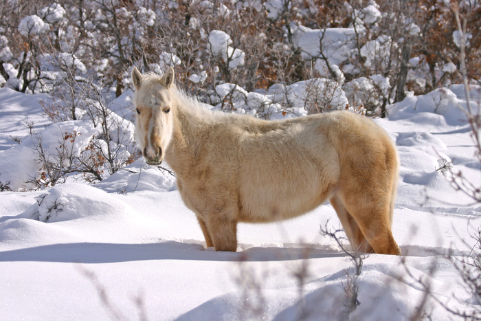 poze-haioase-poze-cai-zapada-iarna - Imagini cu cai