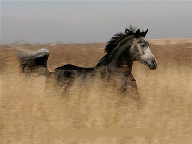 QHVCENLHWUXZTQCUWAC[1] - Imagini cu cai