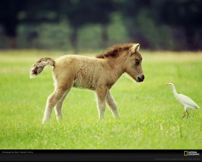 SCWWJSHLSOEADMDPAXP[2] - Imagini cu cai