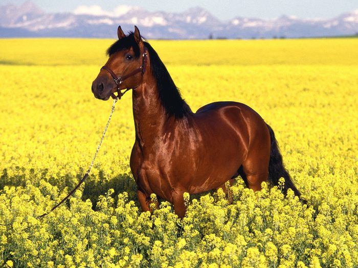wallpaper_cal-in-flori-galbene