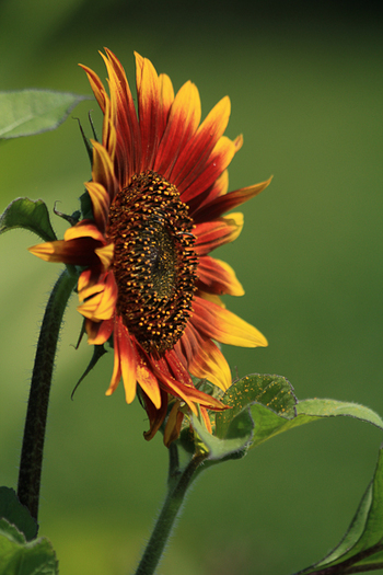 Helianthus annuus