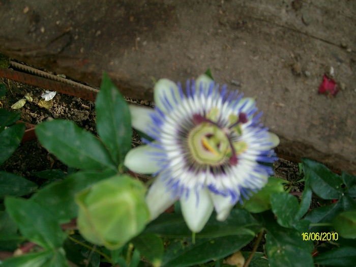 SANY9524 - iunie flori