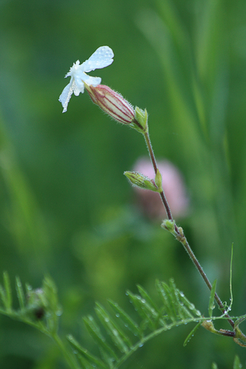 Silene vulgaris-Gusa porumbelului - frumuseti salbatice