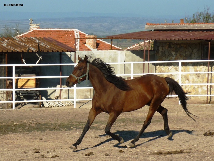 210 - My horses - Anglo-arabian