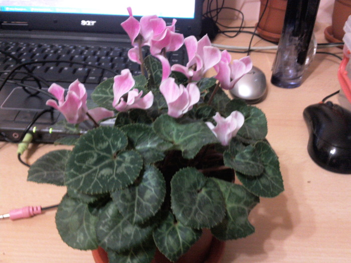 26oct10 (2) - x - Cyclamen