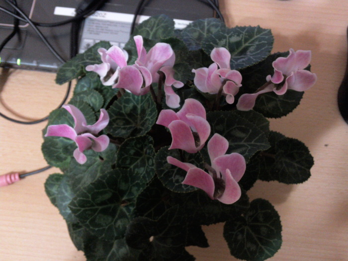 26oct10 (4) - x - Cyclamen