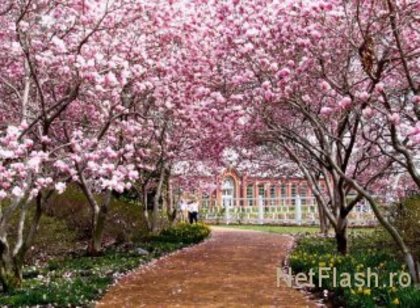 ploaie de magnoli - ABC FLORAL